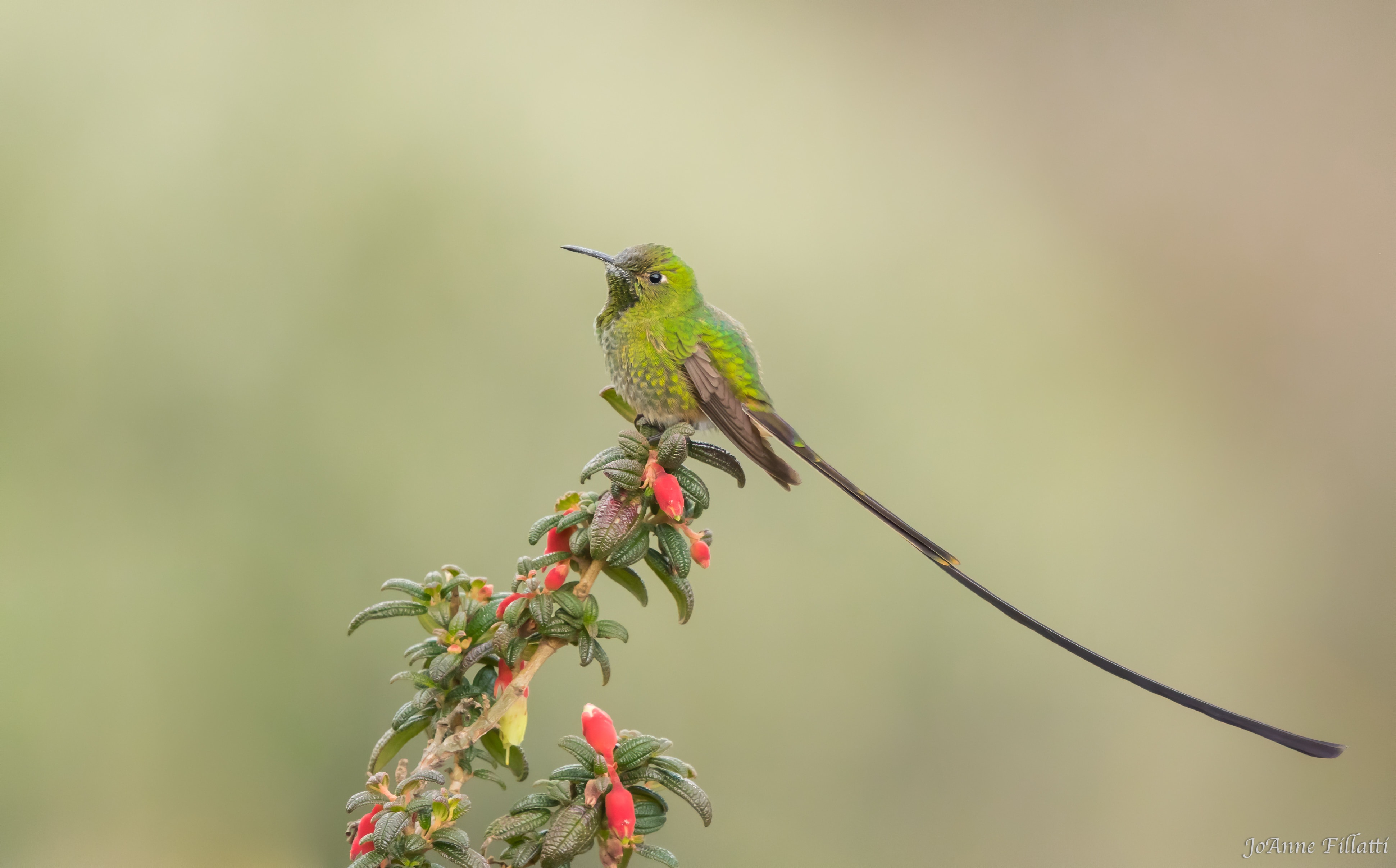 bird of ecuador image 46